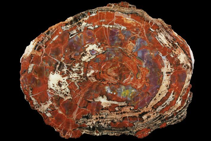 Colorful Petrified Wood (Araucarioxylon) Slab - Arizona #99274